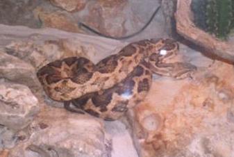 Vipera ammodytes 1 plano.JPG [14 Kb]